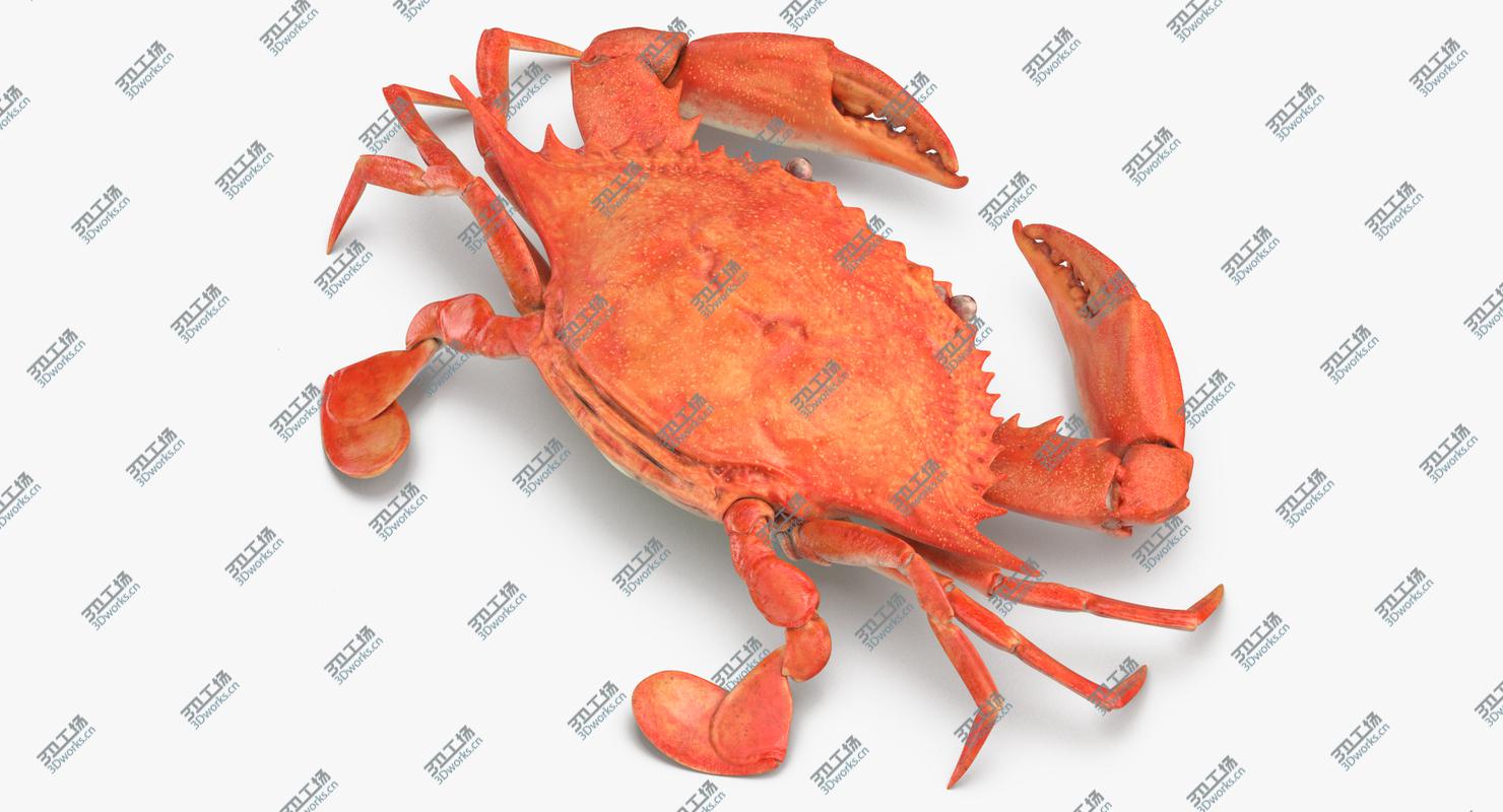 images/goods_img/202105071/Crab 3D/5.jpg